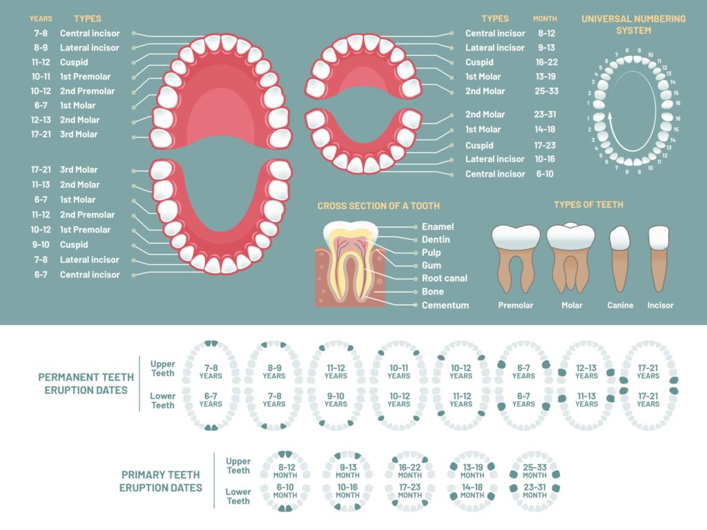 dientes-blog-clinica-soria